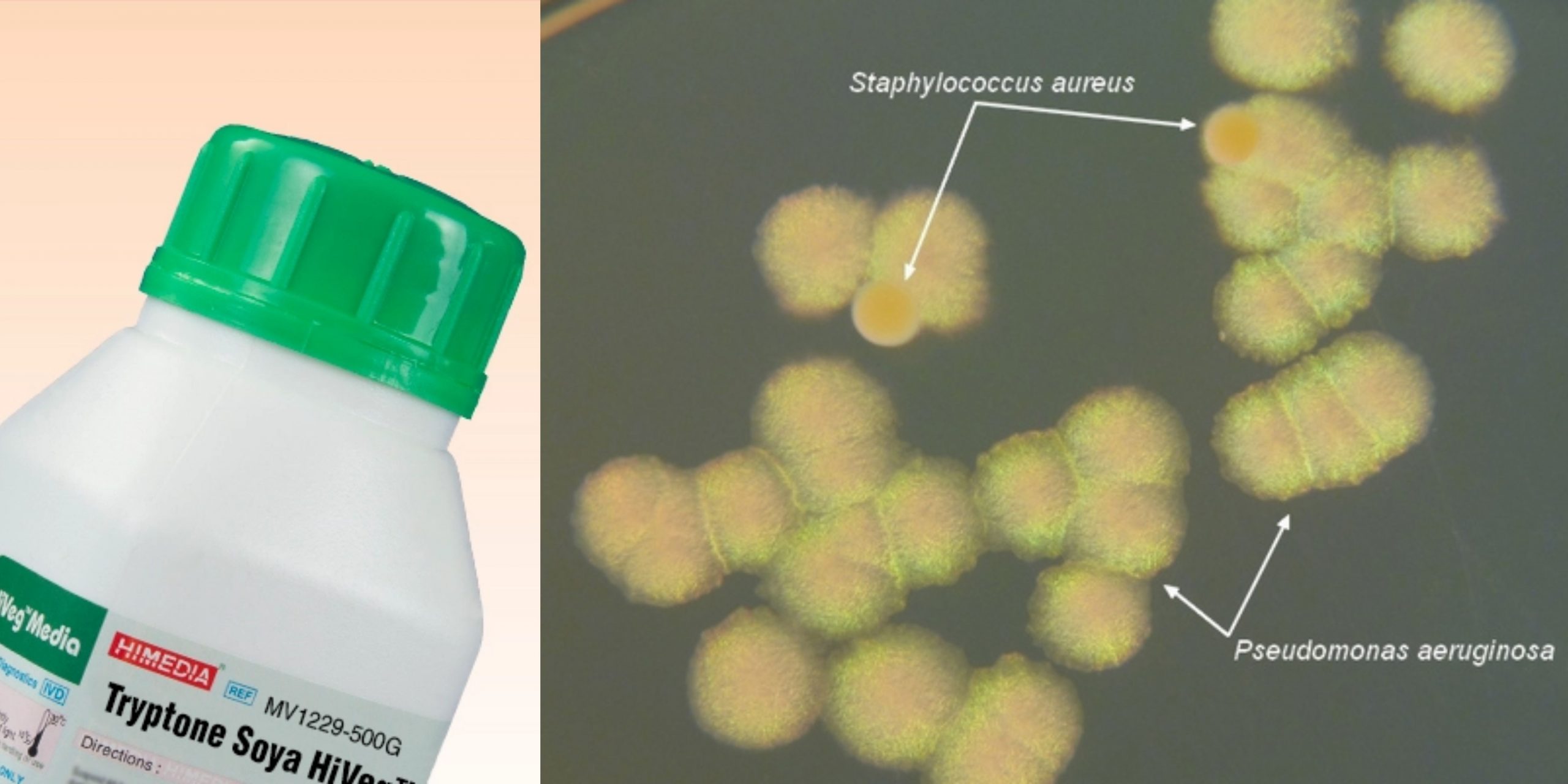 Tryptone Soya Broth for the enrichment of Staph. aureus