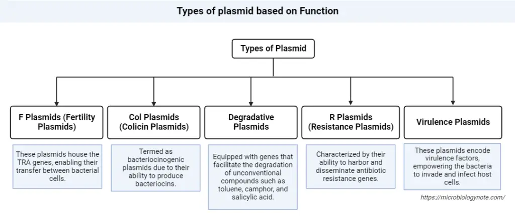 Types of plasmid based on Function