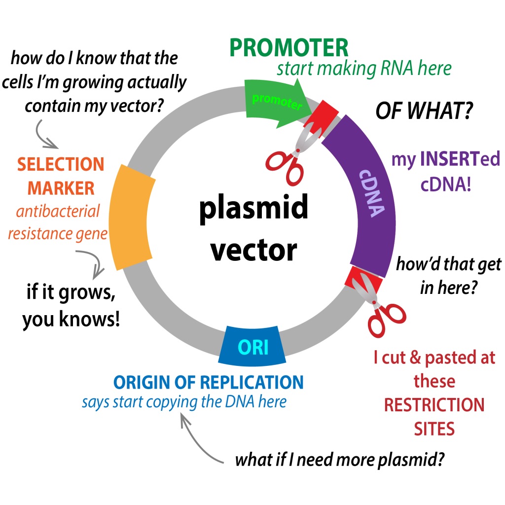 Structure of plasmids 