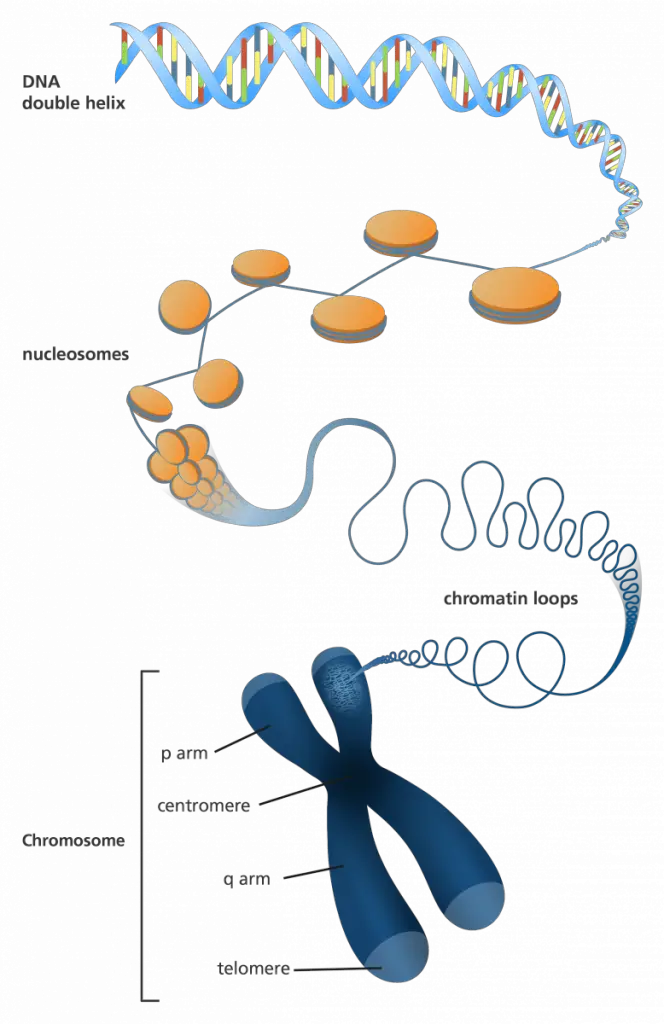 Illustration showing how DNA is packaged into a chromosome.