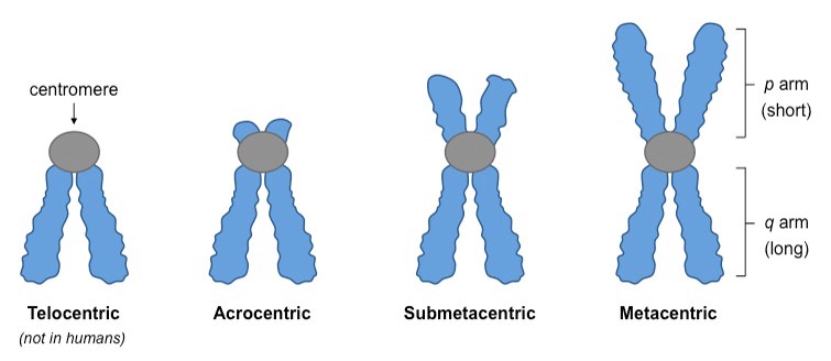 Types of Chromosomes Based on the Location of Centromere