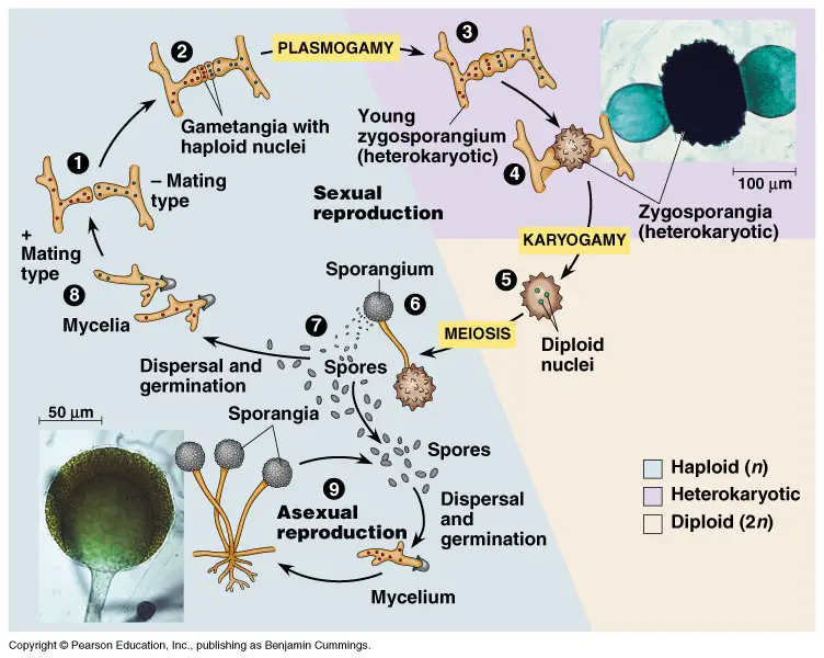 Reproduction of Zygomycota/Life cycle of Zygomycota