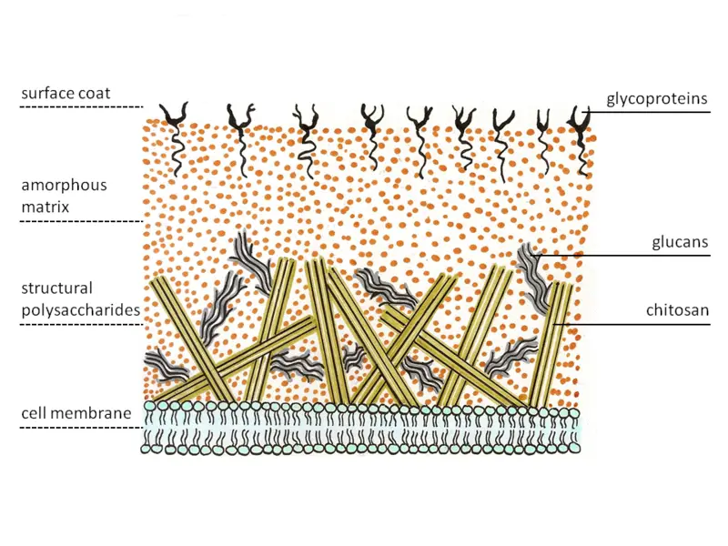 Cell wall structure of Zygomycota