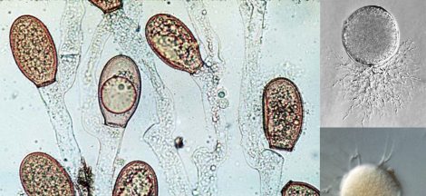 Chytridiomycota Overview