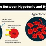 Difference Between Hypertonic and Hypotonic