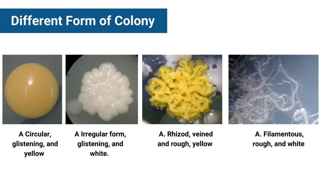Different Form of Colony
