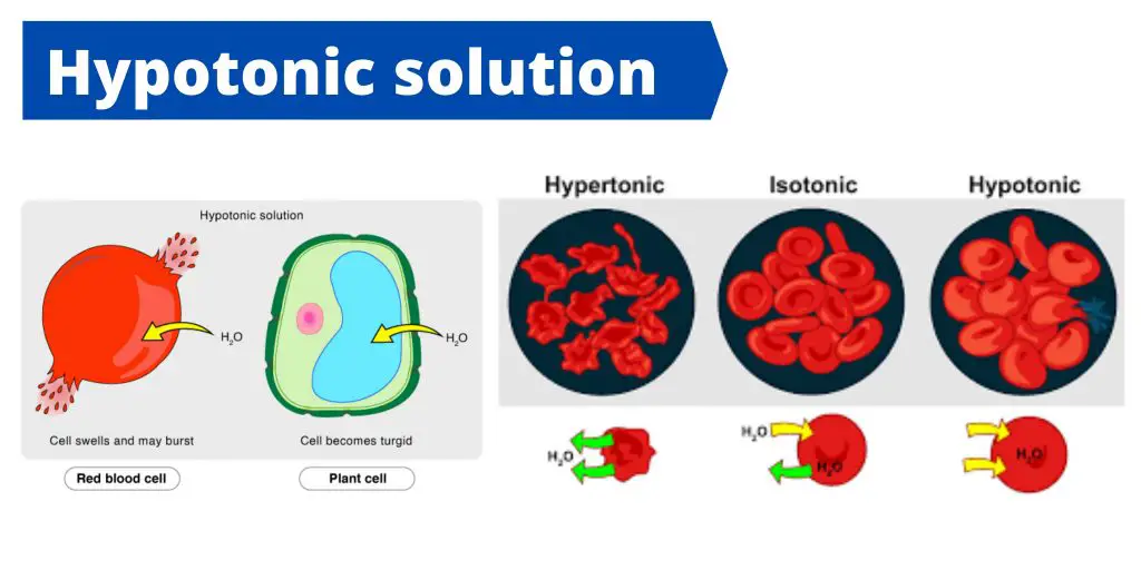 Hypotonic solution Definition, Examples