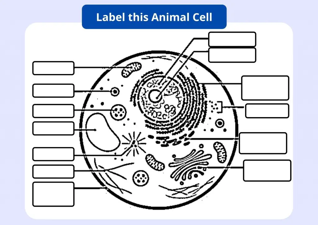 Label the Animal Cell – Worksheet