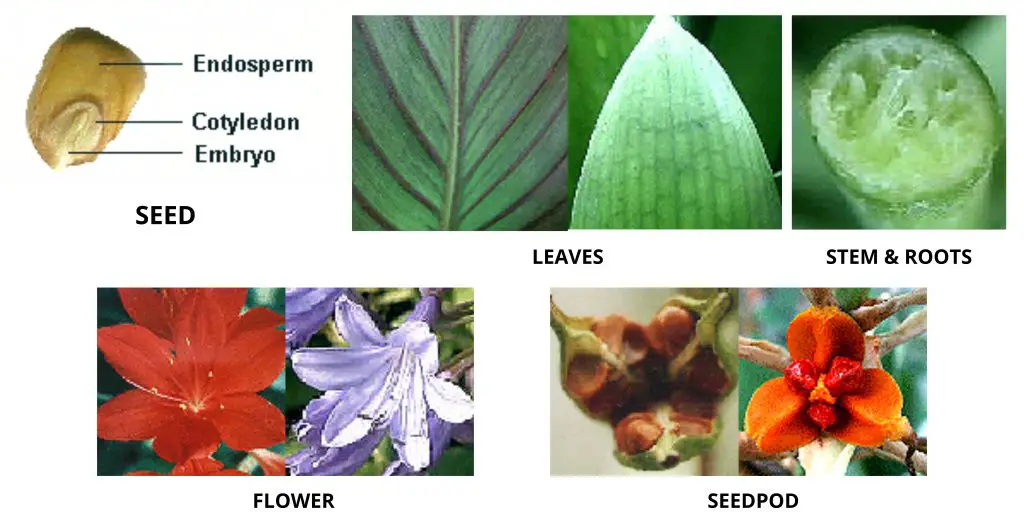 Characteristics of Monocot Seeds