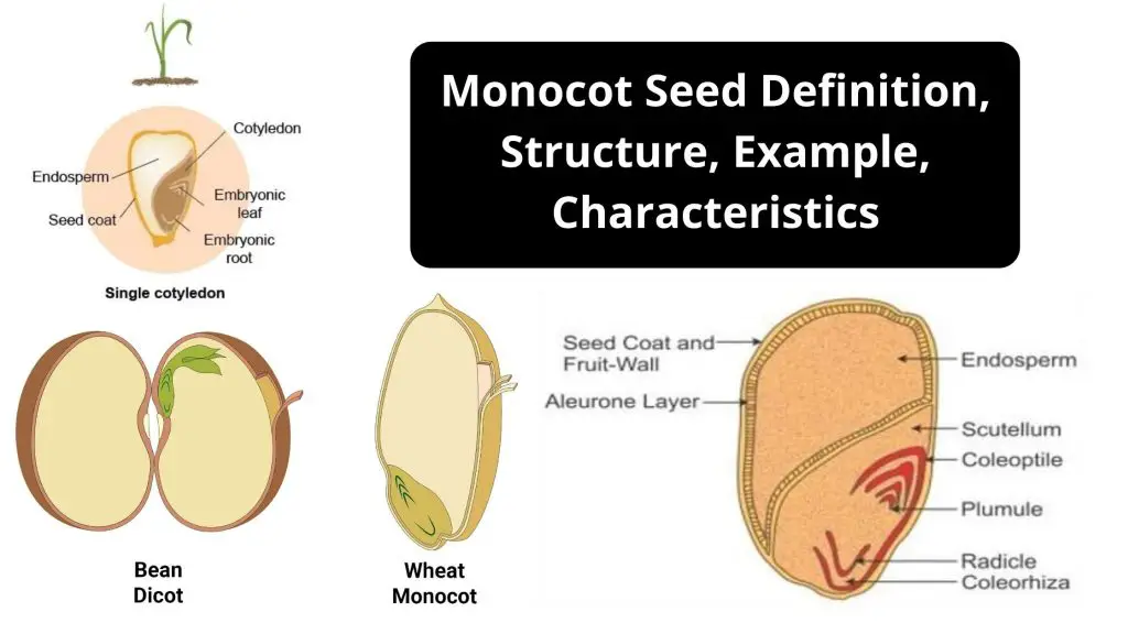 Monocot Seed Definition, Structure, Example, Characteristics
