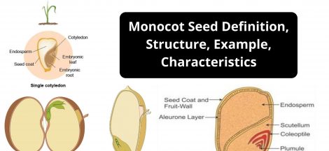 Monocot Seed Definition, Structure, Example, Characteristics