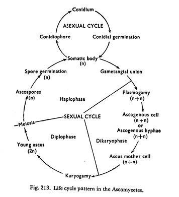 Reproduction/Life cycles of ascomycetes