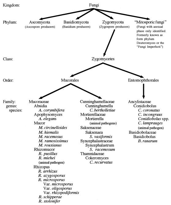 Classification Zygomycota