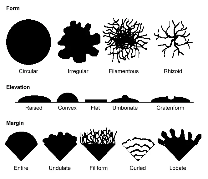 Bacterial Colony Morphology Characteristics