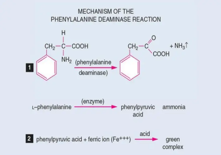 Principle of Phenylalanine Deaminase Test