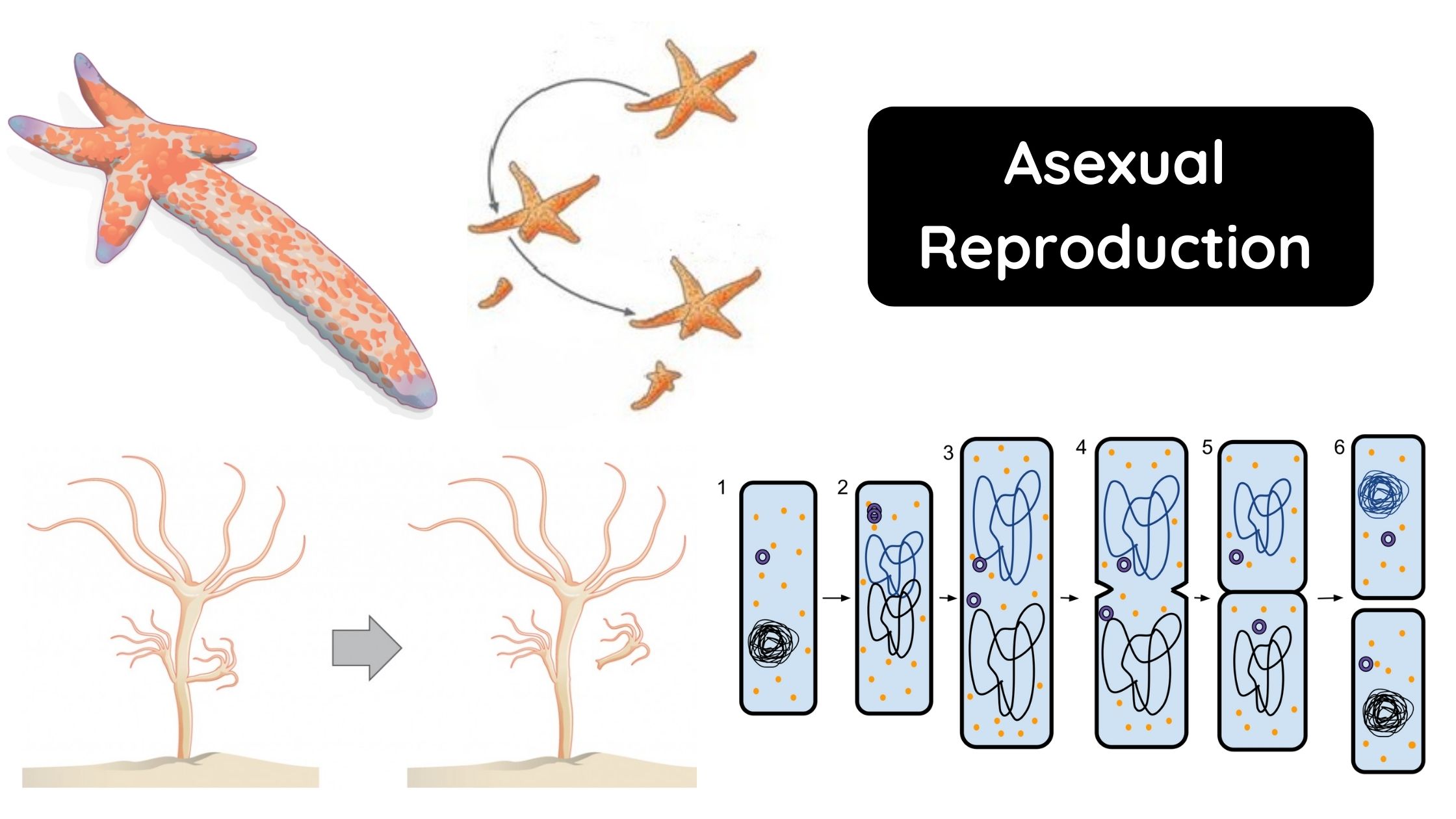 Asexual Reproduction in bacteria - Definition, Types, Advantages, Disadvantages