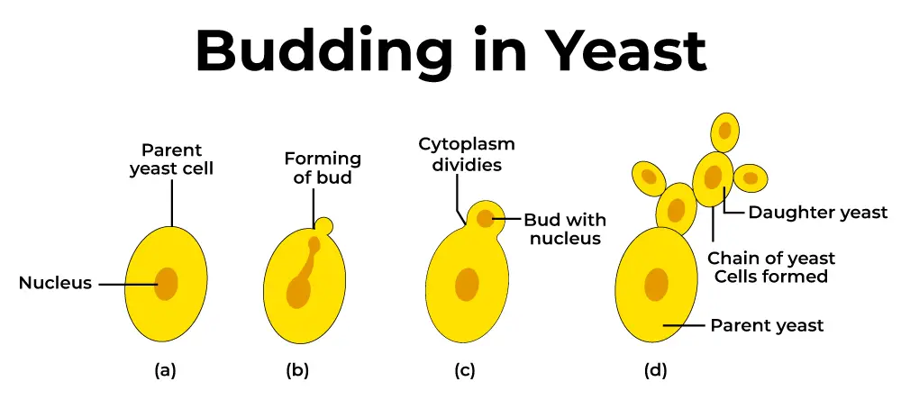 Budding in yeast cell