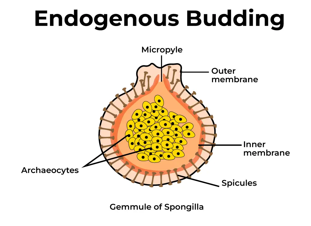 Endogenous Budding
