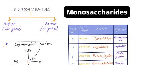 Monosaccharides -definition, structure, types, examples