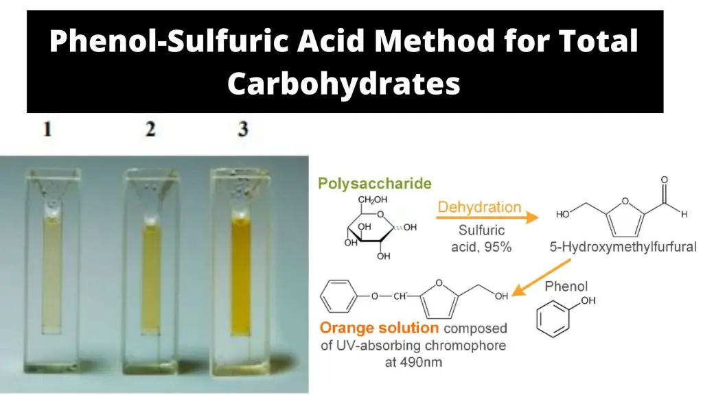 Phenol-Sulfuric Acid Method for Total Carbohydrates