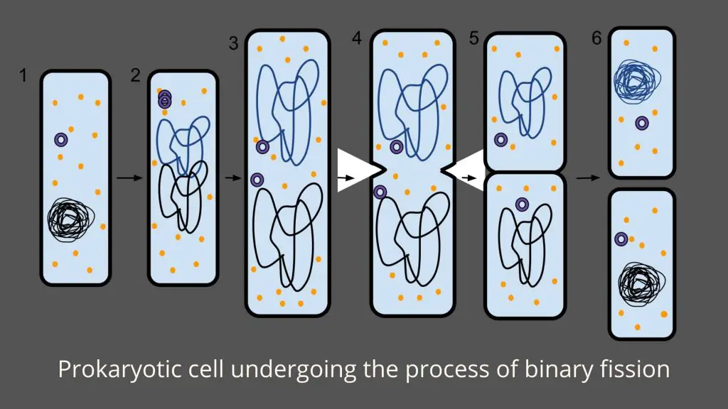 Asexual Reproduction in bacteria - binary fission