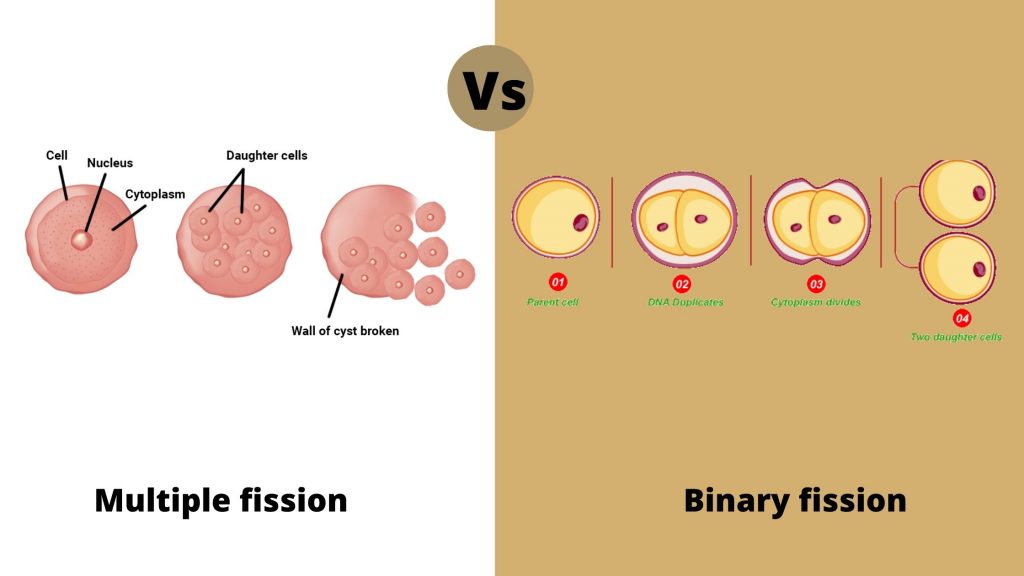 Differences between Binary fission and multiple fission