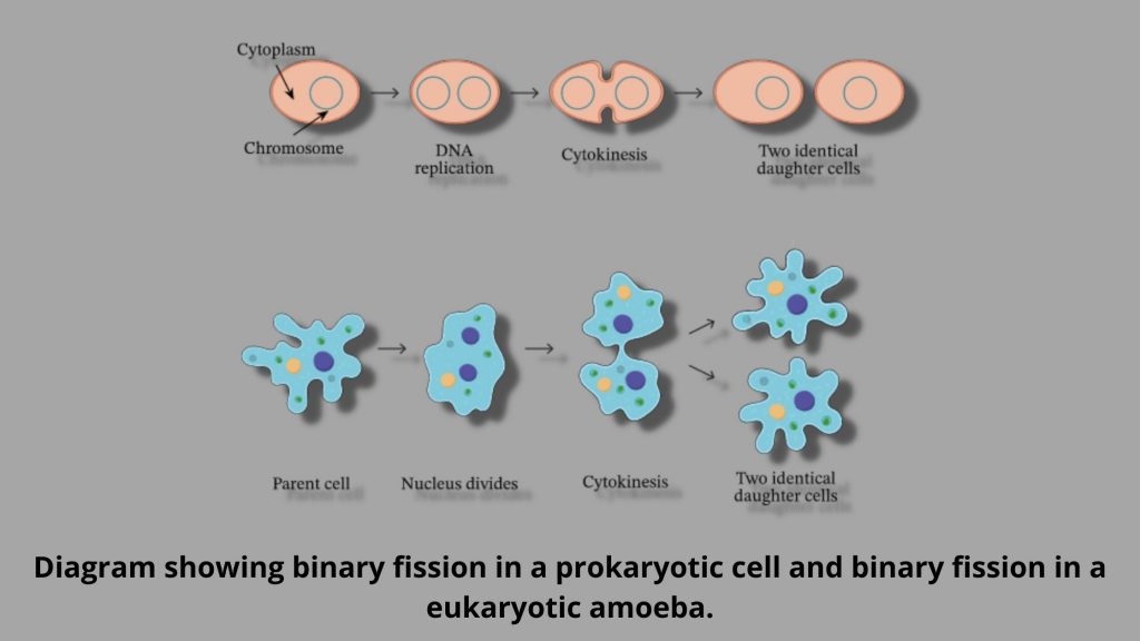 Asexual Reproduction in bacteria - binary fission