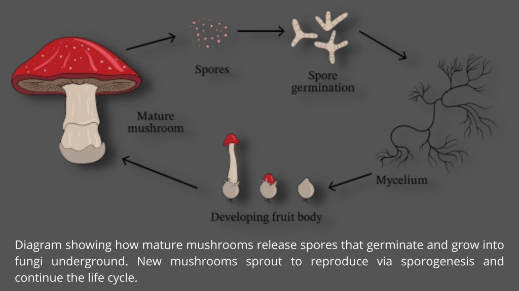 Asexual Reproduction in bacteria - Spore formation