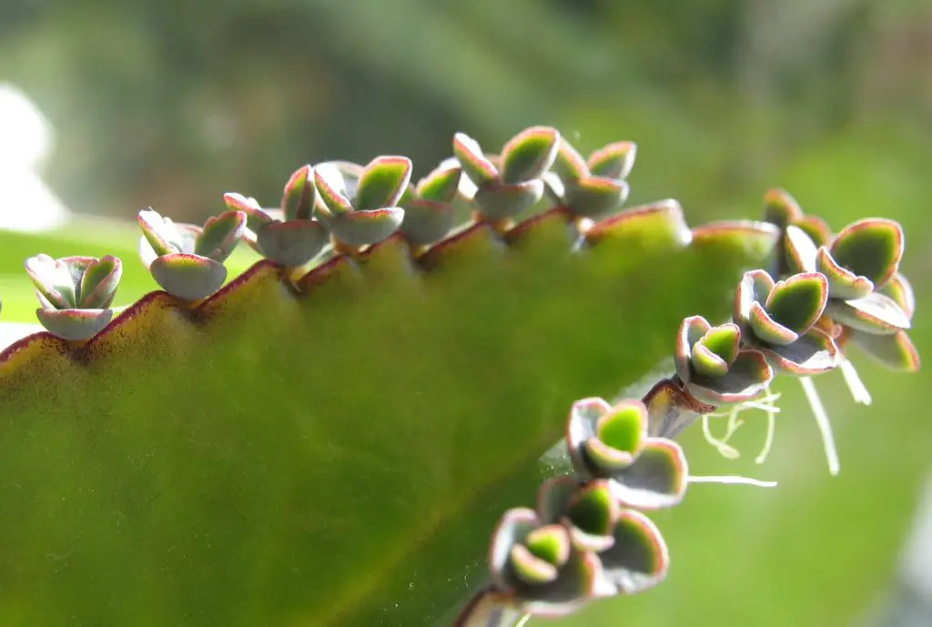 Plantlets vegetative propagation