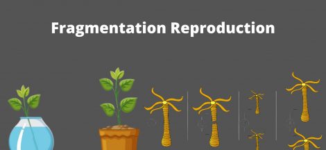 Fragmentation Reproduction Definition, Examples, Advantages, Disadvantages