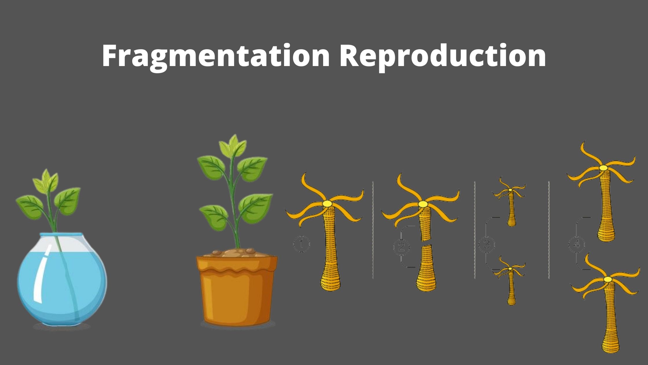 Fragmentation Reproduction Definition, Examples, Advantages, Disadvantages