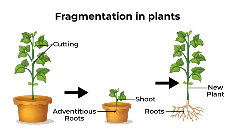 Fragmentation in plants