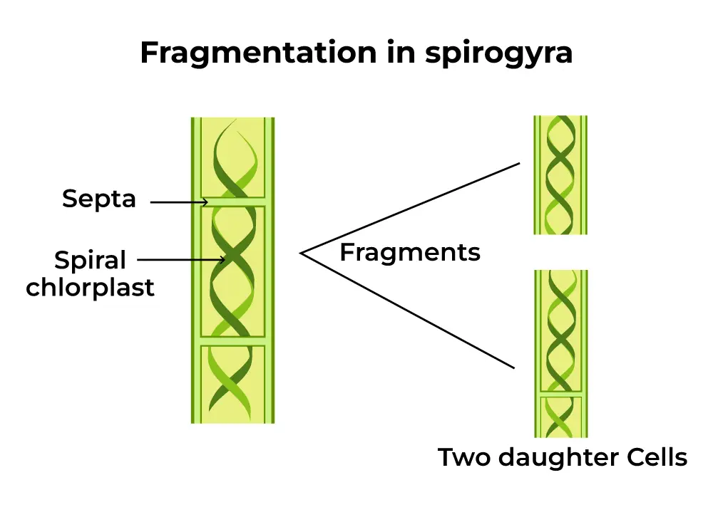 Fragmentation in Spirogyra
