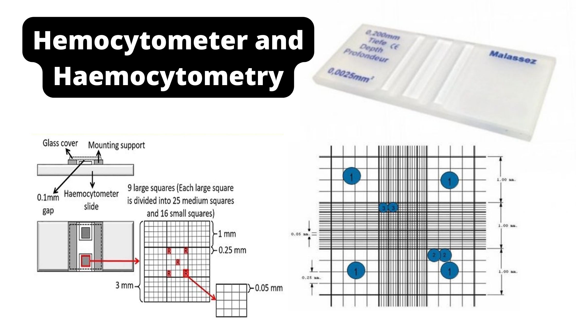 Hemocytometer and Haemocytometry