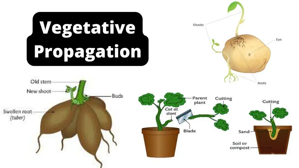 Vegetative Propagation Definition, Types, Methods, Advantages