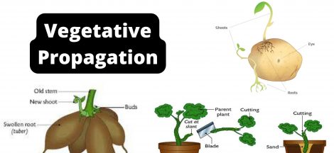 Vegetative Propagation Definition, Types, Methods, Advantages
