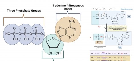 Adenosine triphosphate (ATP) Structure, Synthesis, Functions