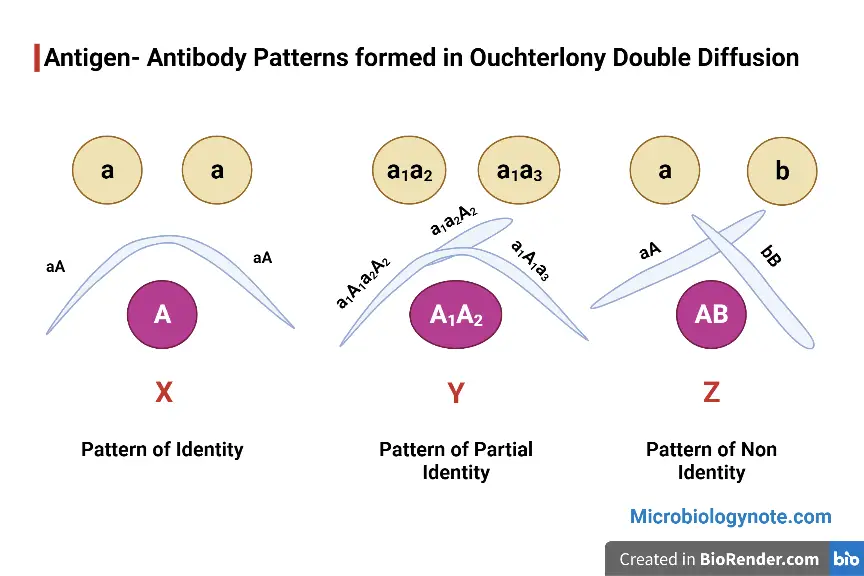Principle of Ouchterlony Double Immunodiffusion 