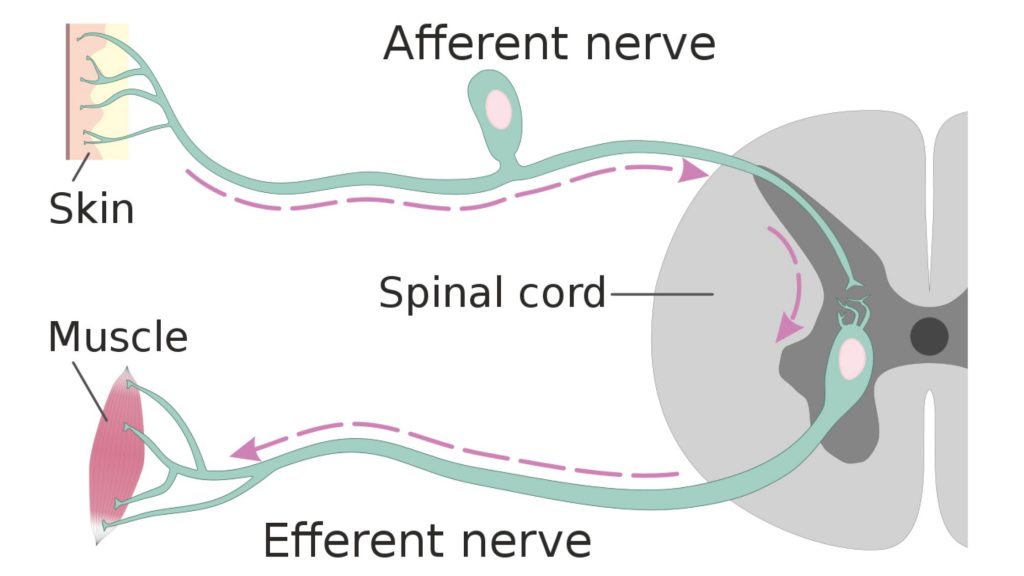 Afferent vs Efferent Neuron - Differences between Afferent and Efferent Neuron