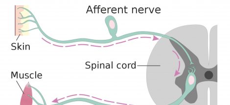 Afferent vs Efferent Neuron - Differences between Afferent and Efferent Neuron