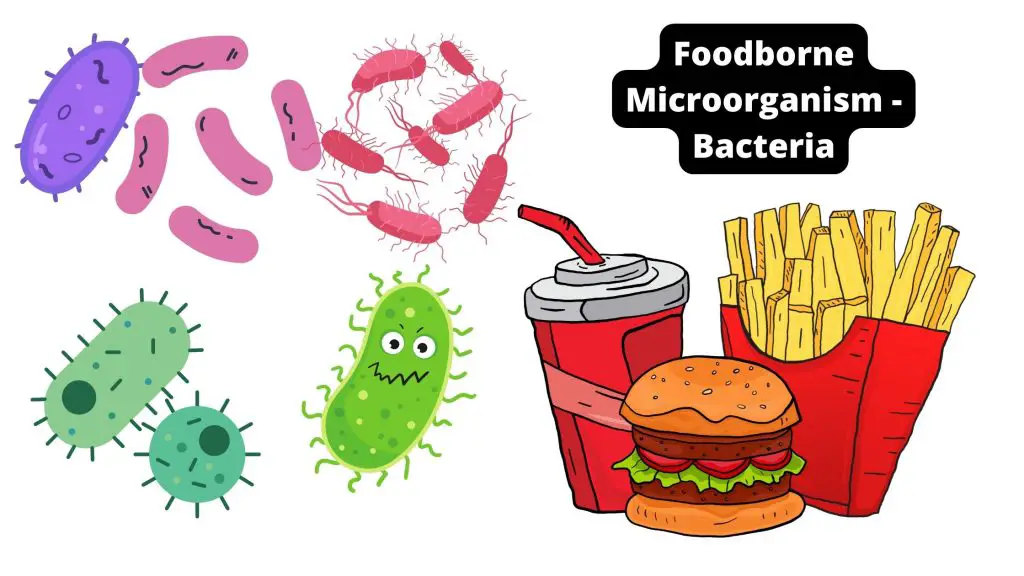 Foodborne Microorganism - Bacteria