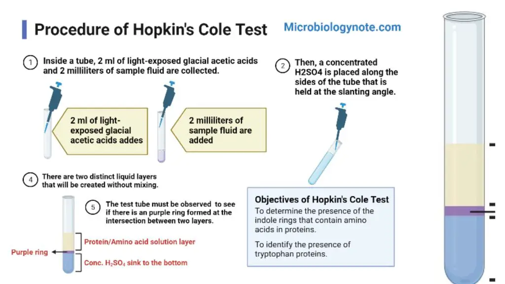 Hopkins-Cole test (Adamkiewicz–Hopkins) Principle, Procedure, Result