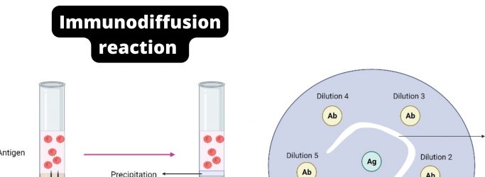 Immunodiffusion reaction 