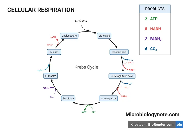 Krebs Cycle or Citric Acid Cycle