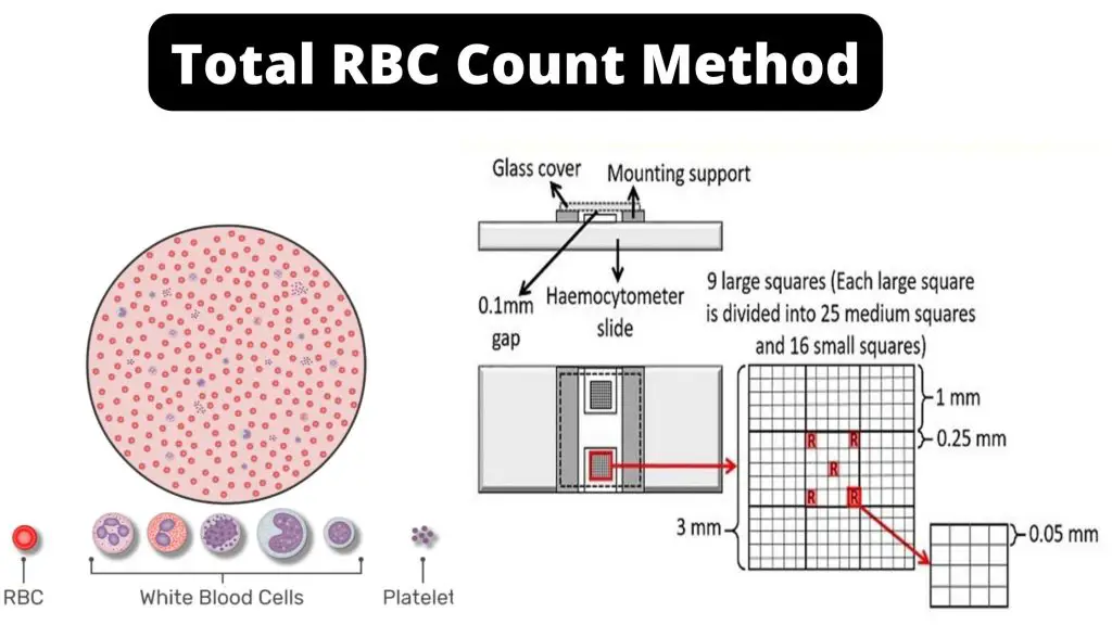 Total Red Blood Cell (RBC) Count - Procedure, Principle, Result
