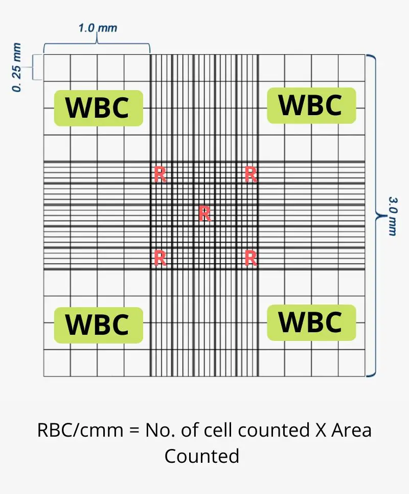 Total Red Blood Cell (RBC) Count - Procedure, Principle, Result