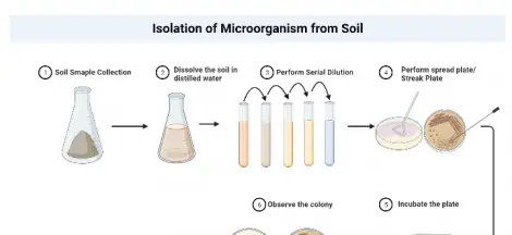 Isolation of Microorganism from Soil
