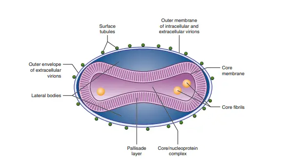 Morphology of Monkeypox Virus/Structure of Monkeypox Virus