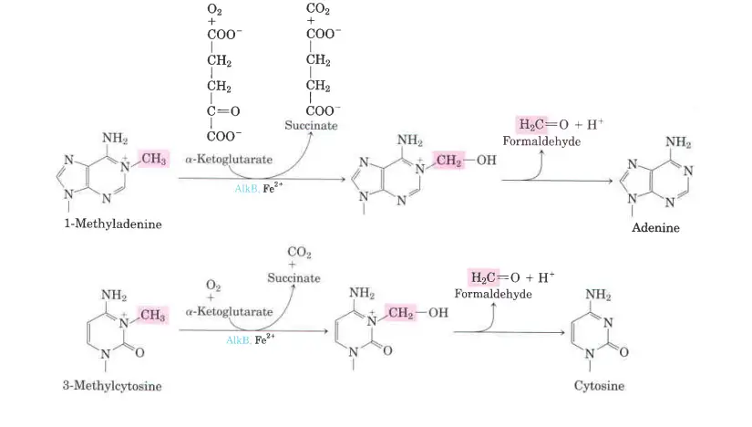 Direct repair of alkylared bases by AlkB