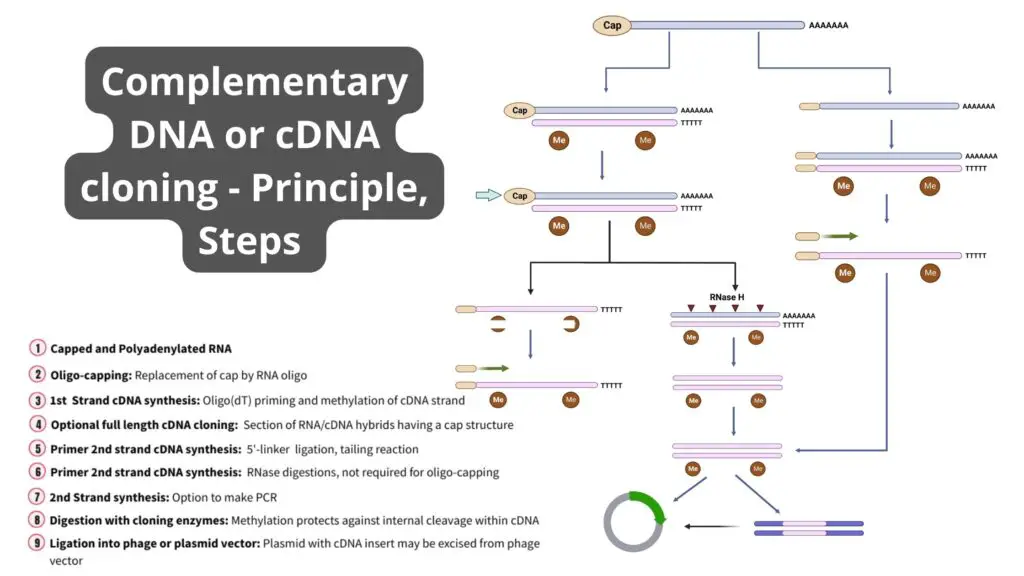 Complementary DNA or cDNA cloning - Principle, Steps 